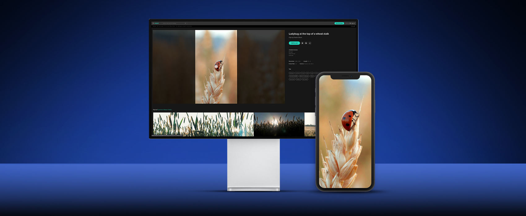 Change the Aspect Ratio of Your Artgrid Footage and Create Better Social Media Videos